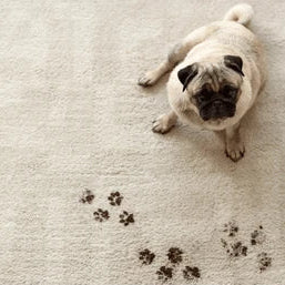 Limpiador De Patas Mascota